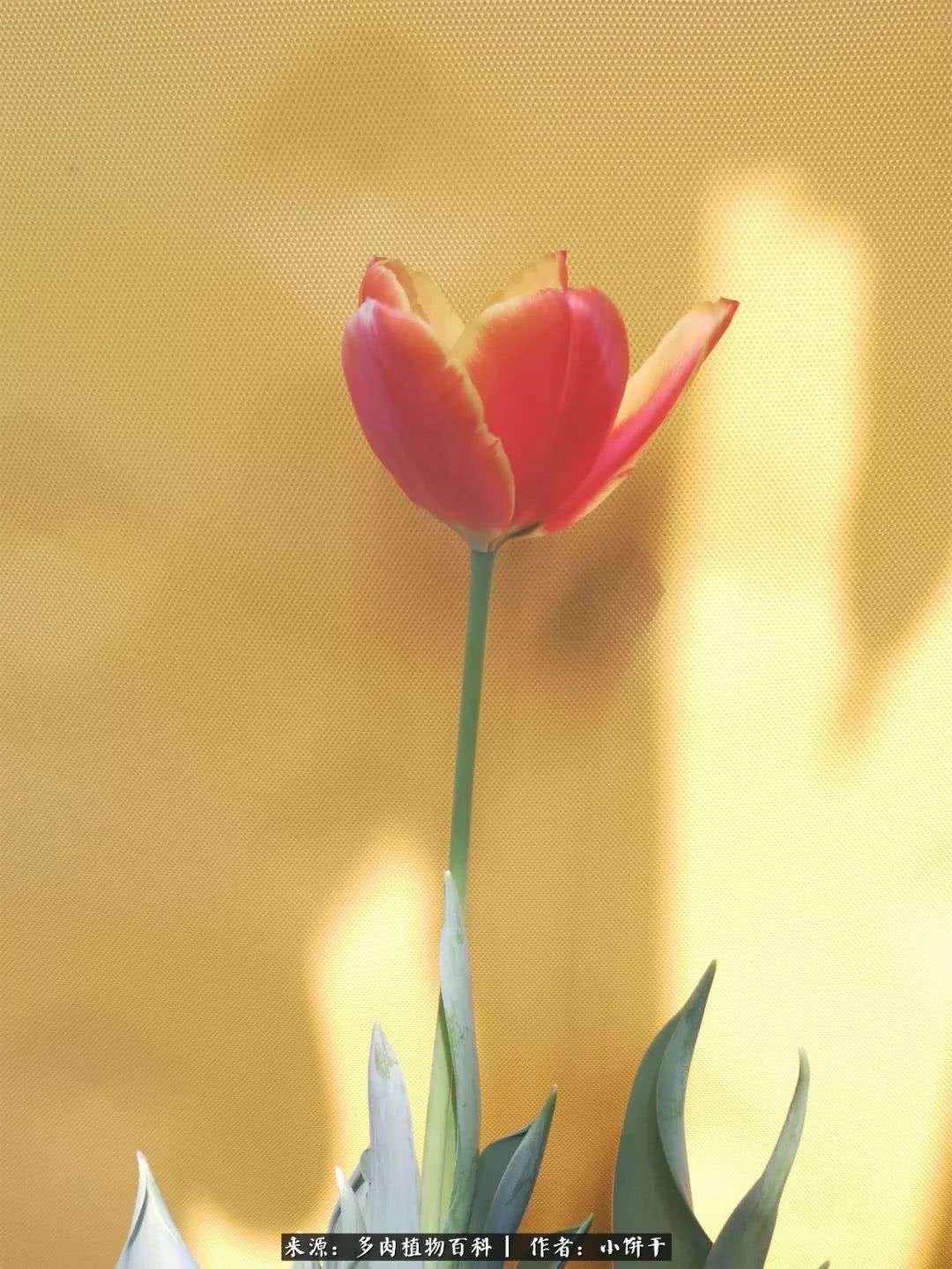 无肉不欢的肉瘾少女，日日沉迷于美色无法自拔！