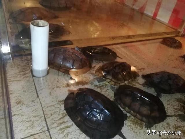 石金钱龟冬眠可以用青苔吗,石金钱龟冬眠正确方法