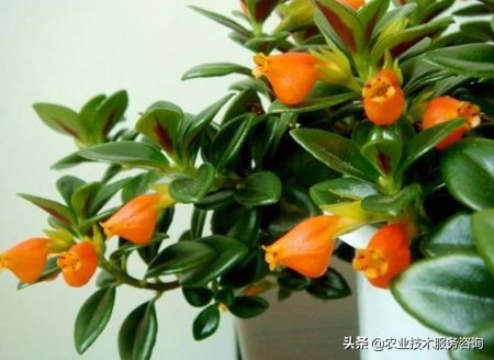 耐阴吊兰有几种品种,金鱼吊兰品种有几种