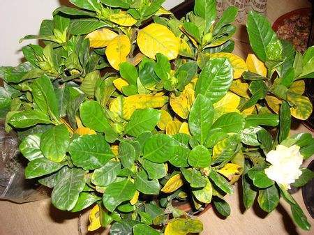 干枯栀子花换盆正确方法,栀子花老叶片怎么处理