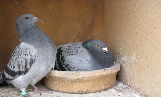 鸽子有了毛滴虫，使用化药易反复有耐药性怎么办？