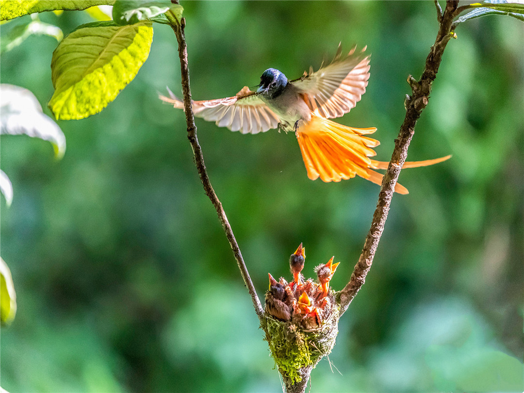 重庆发现的植物新物种,重庆发现红嘴蓝鹊