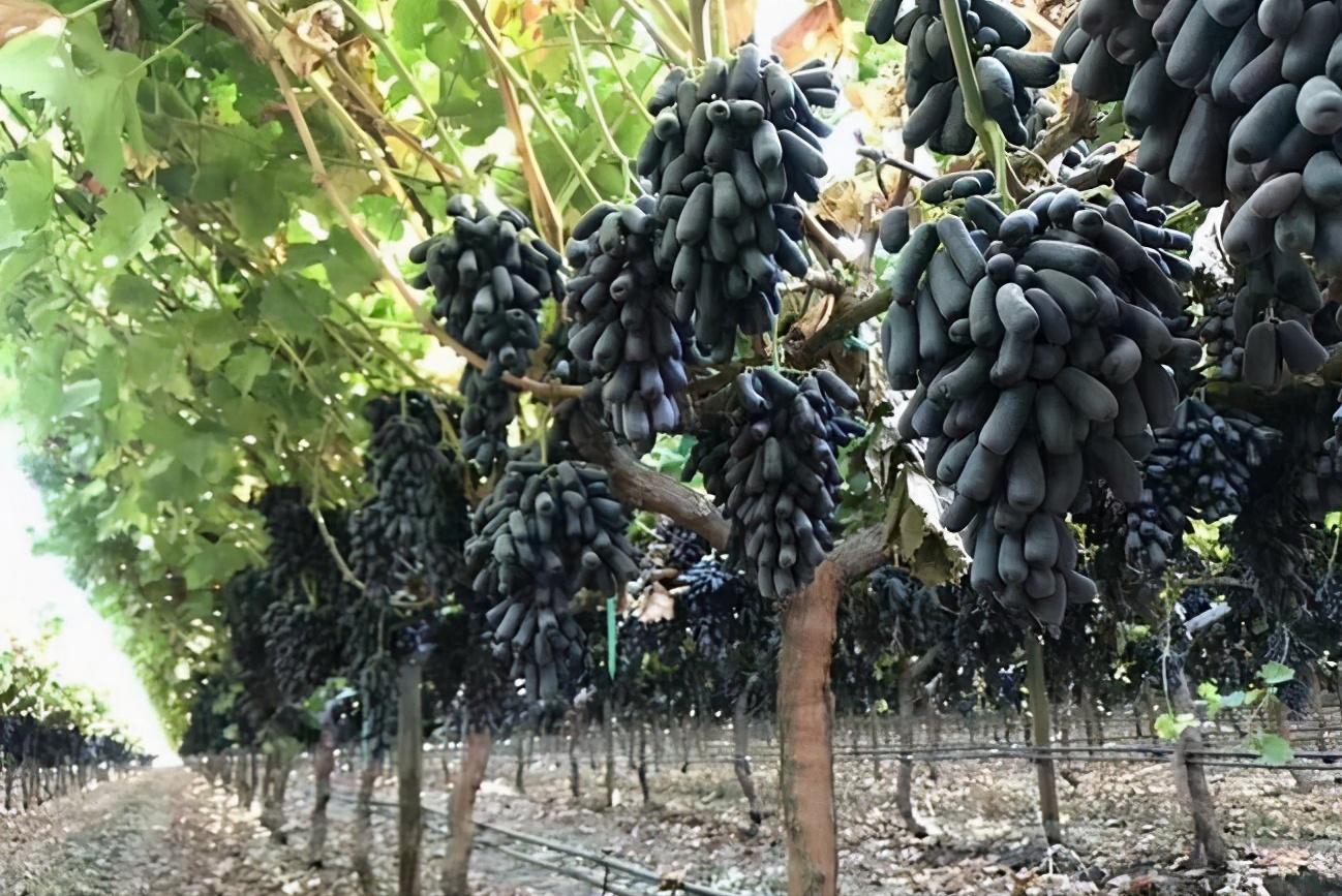 日本发起“种子战”，1900类种苗禁止外泄，阳光玫瑰葡萄首当其冲