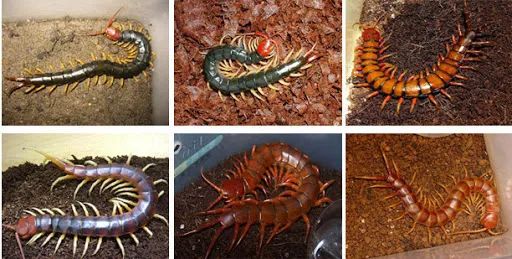 当蜈蚣遇到南方蟑螂会怎样,南方的大蟑螂有多可怕