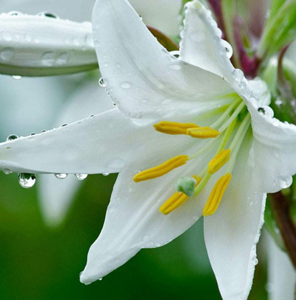 百合花开败后需要换盆吗,百合花开败了种球可以重新再种吗