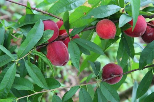 桃子内有虫子怎么防治,桃子内部生虫是何原因