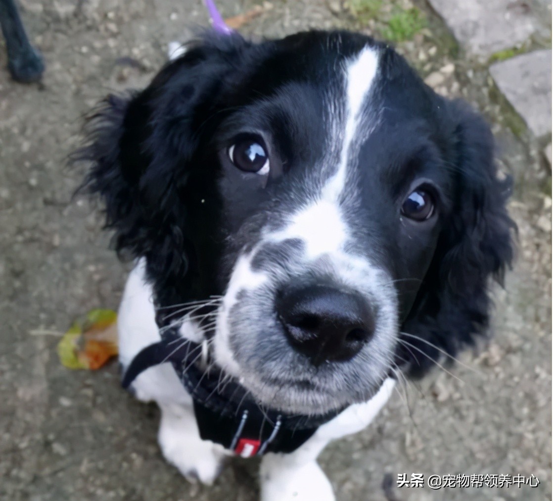 刚刚到家的狗狗身上非常脏怎么办,刚到家的狗狗发现有皮肤病