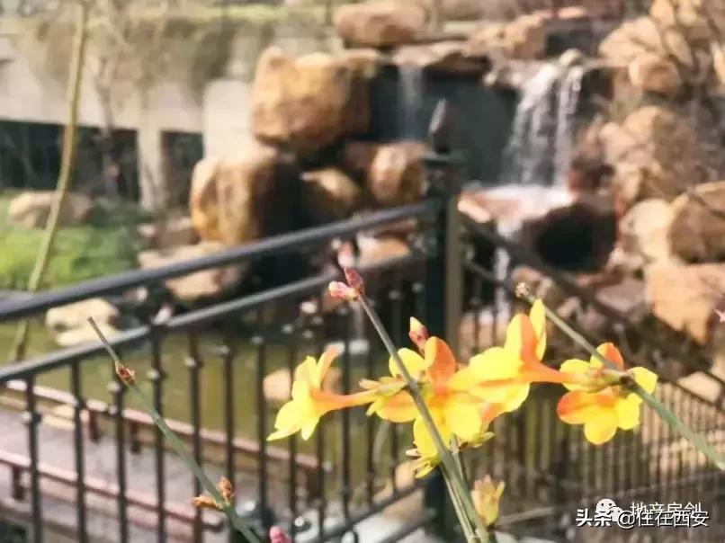 品质生活ip,星河湾的品质