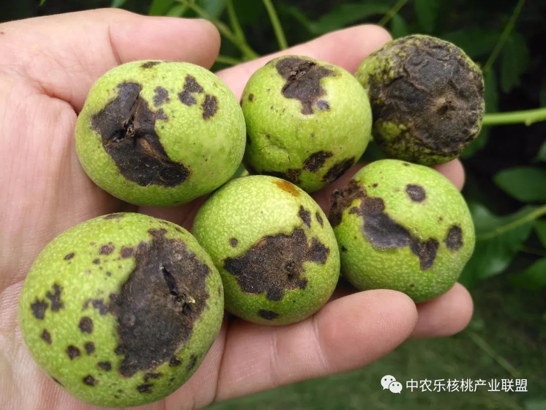 核桃黑斑病是真菌还是细菌,核桃黑斑病用什么杀菌剂最好