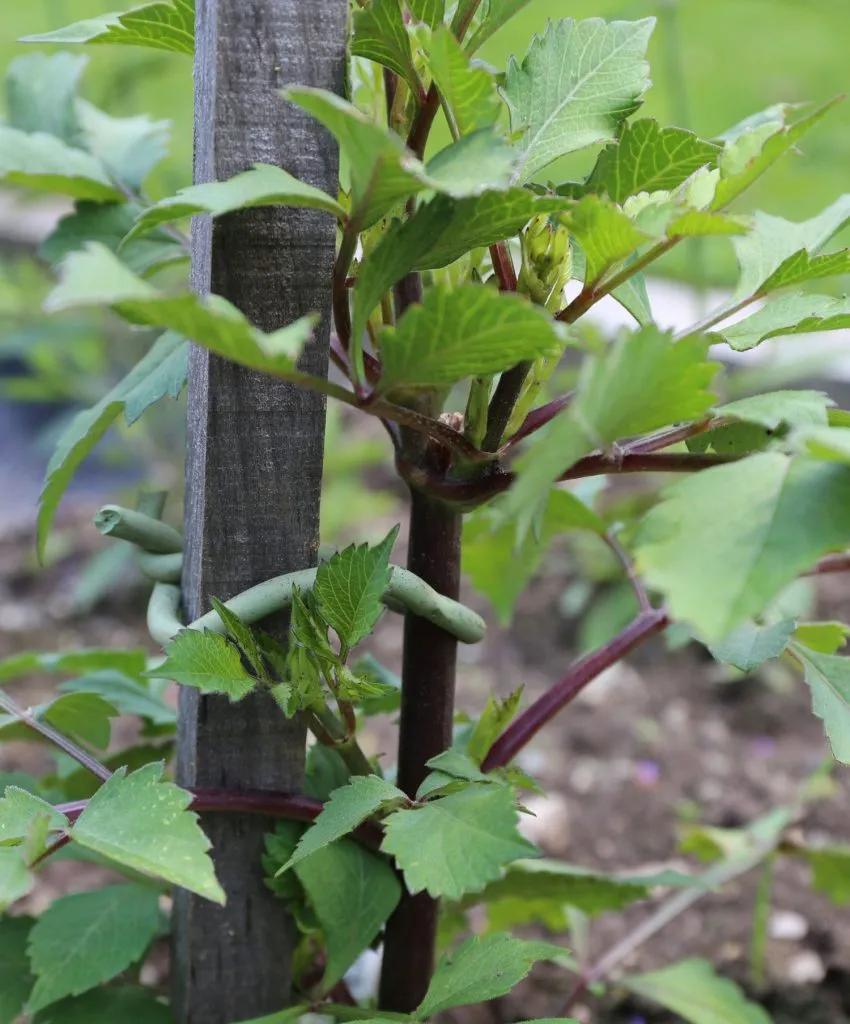 大丽花叶子发黄不开花,大丽花不开花施什么肥