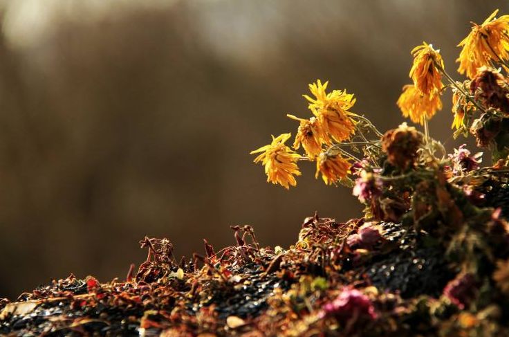 寄情于山水之间的唯美古诗词,寄情山水悠闲自得的诗词