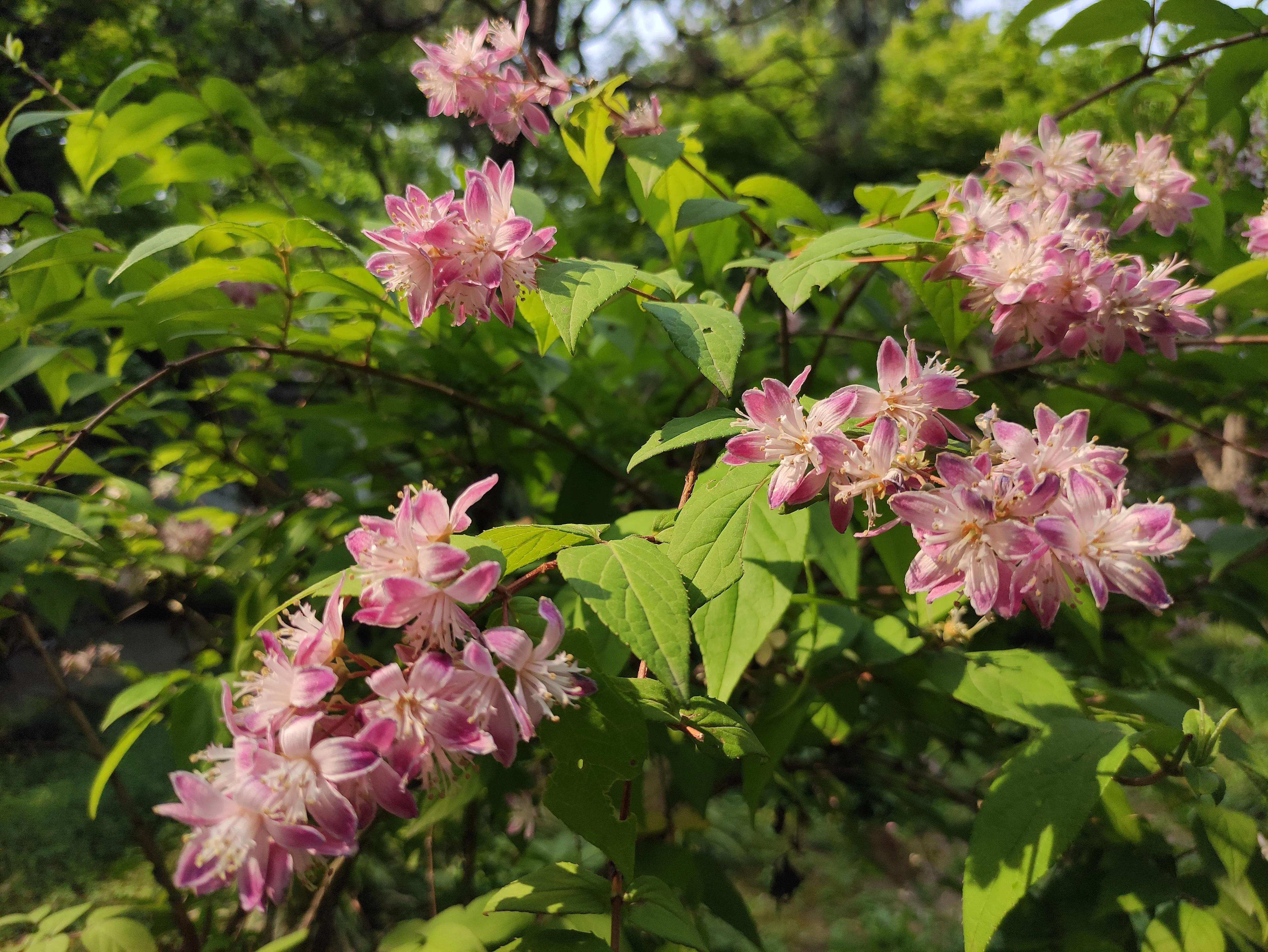 苏州园林拙政园预约,苏州园林拙政园民宿