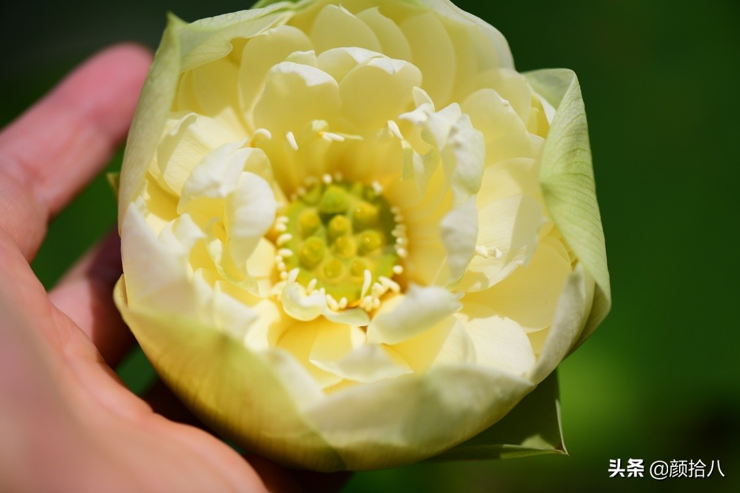 碗莲种藕生长到开花全过程,碗莲种藕到开花的过程