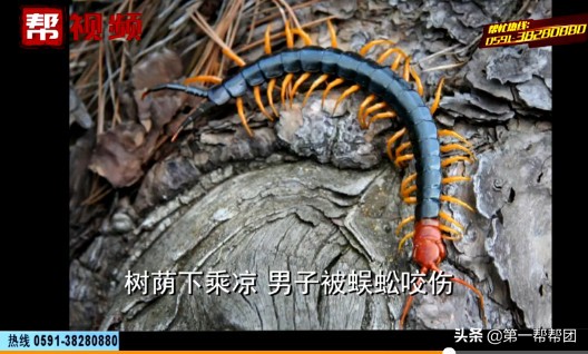 男子在森林中遇到巨型蜈蚣,千年老树里爬出巨大的蜈蚣
