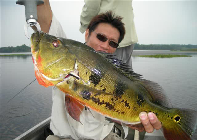 孔雀鱼凶猛,美丽凶猛观赏鱼