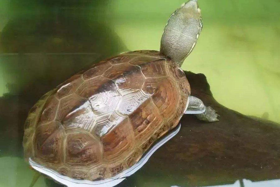 养龟怎么保持水质,养龟保持水质最好的方法