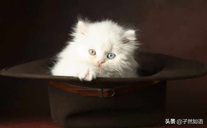 动物医学适合文科学吗,动物医学专业就业方向