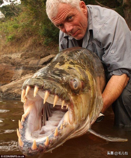 世界上最大的动物长什么样,所有动物最大的样子有多大