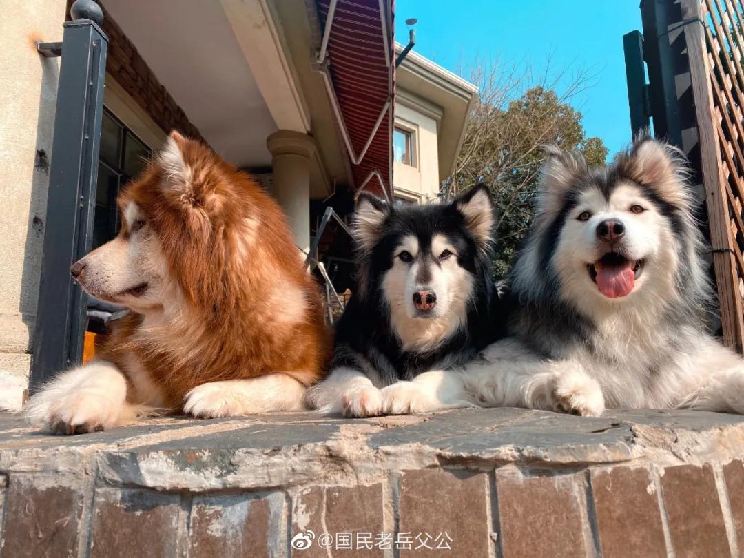 李佳琦大明星,比李佳琦好的狗