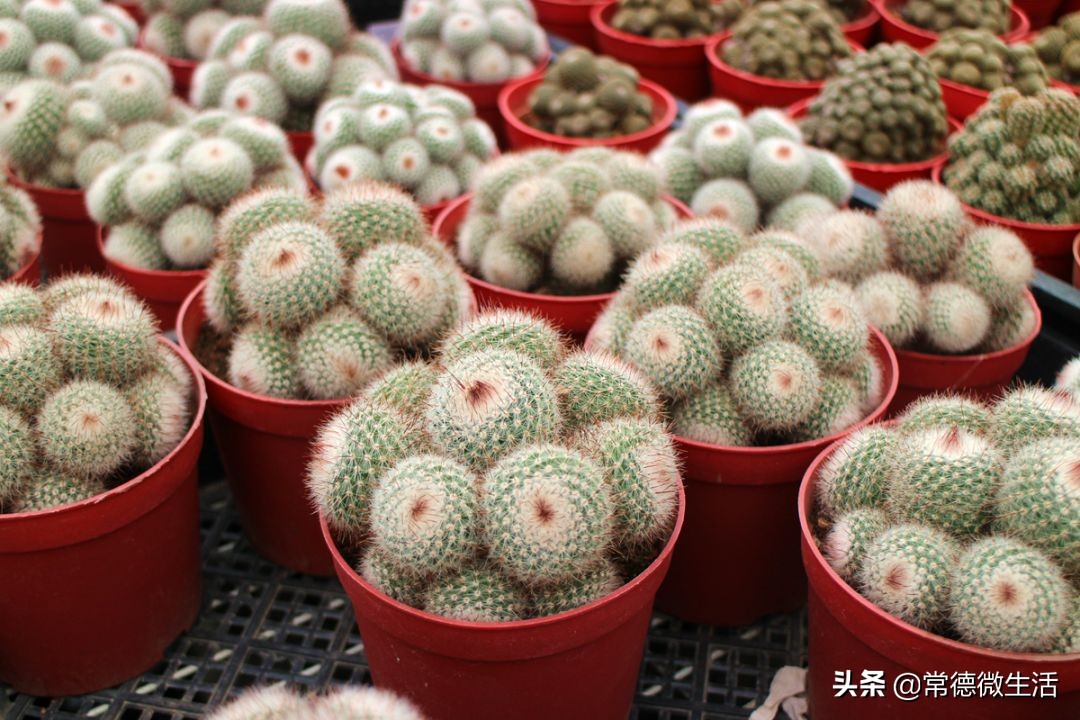 常德丹洲大草原介绍,丹洲草原风景