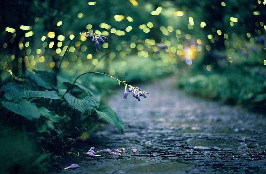 夏天夜晚描写萤火虫的诗句,描写夏天萤火虫翩翩飞舞的诗句