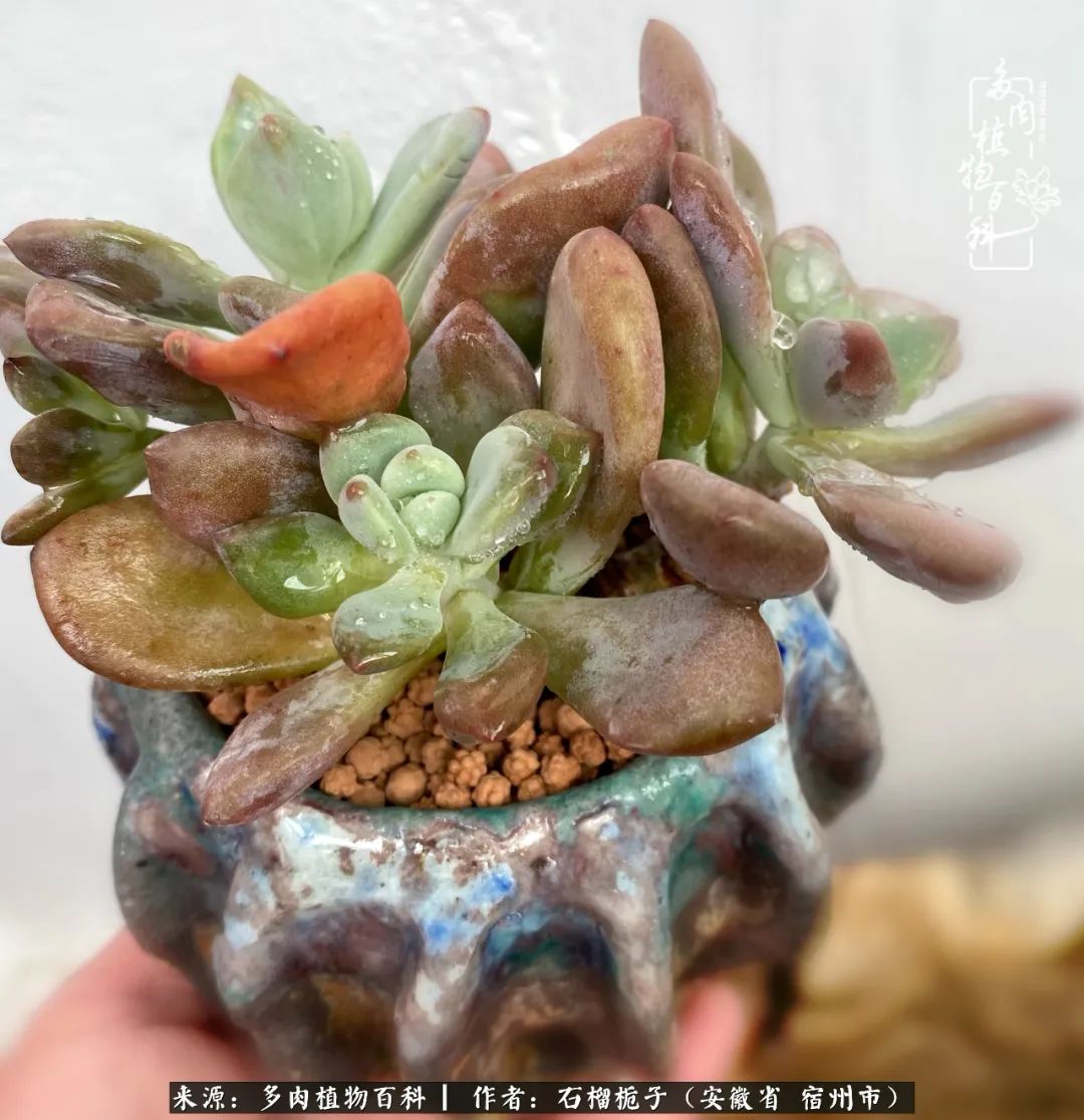 治愈系多肉：何以解忧，唯有多肉