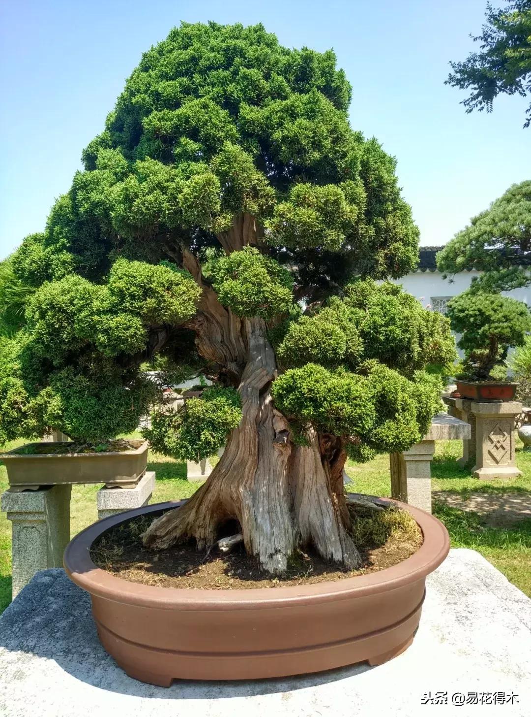 盆景构造及构成,树桩盆景鉴赏技巧