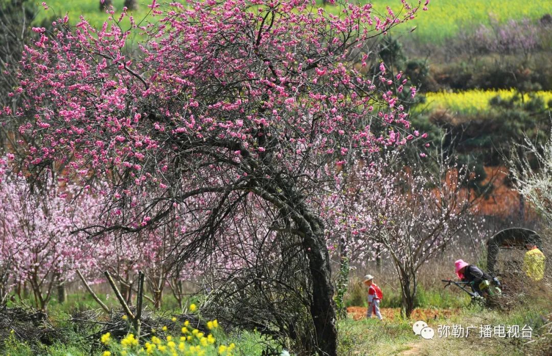 三月弥勒什么地方可以赏花,弥勒3月赏花攻略