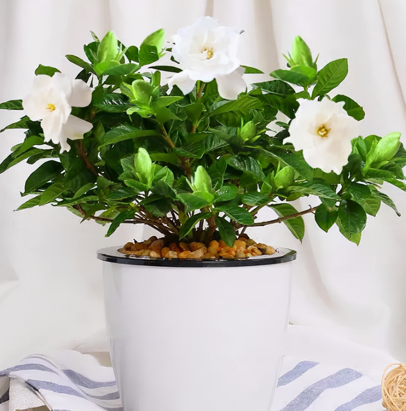 什么香水花最香最好养,好闻好养适合在卧室养的香水花