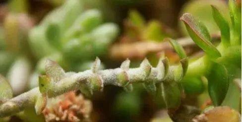 种下去2个礼拜的‘肉肉’，今天好奇扒开土一看，根部全霉了！