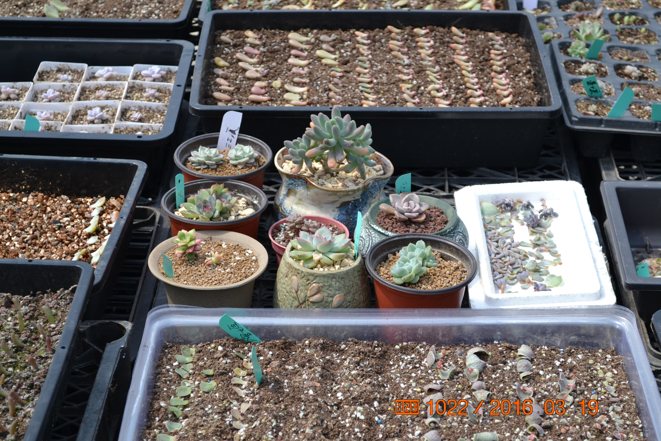 湖南最好的锦鲤养殖基地,湘潭锦鲤养殖