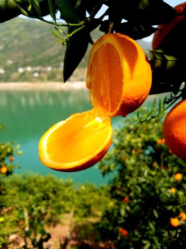 秭归一年四季都有哪些橙子,秭归悬崖上的橙子