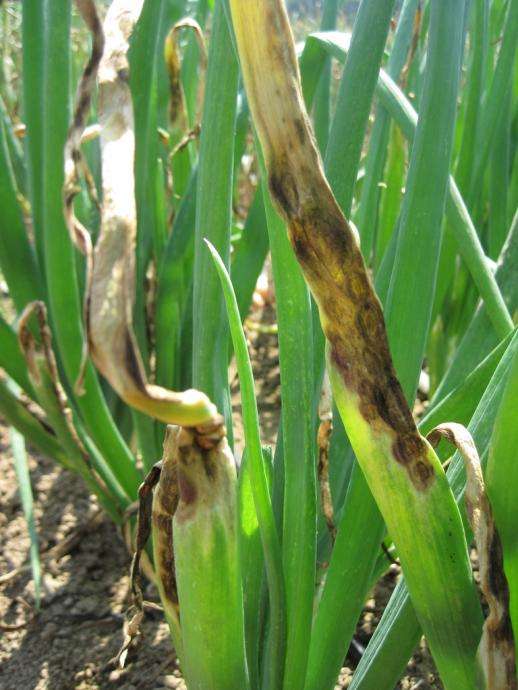 洋葱叶病虫害,洋葱苗黄叶死苗怎么治疗