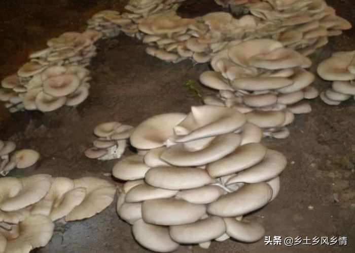 稻草怎么种植平菇,稻草平菇的种植方法全过程