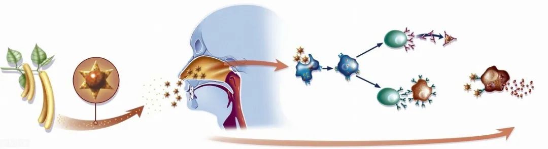益生菌能调理过敏性哮喘吗,益生菌能治疗过敏性鼻炎吗