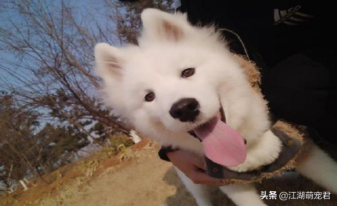 养了狗后我的苦恼,萨摩有4大缺点