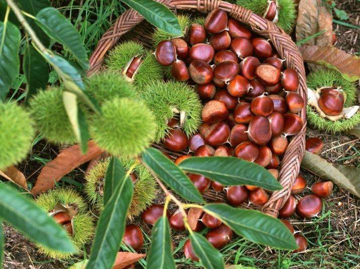 板栗怎么管理早结果多,板栗树枝枯萎是什么原因