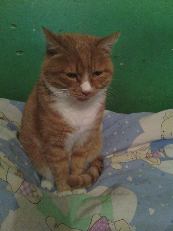 给残疾猫装轮椅,照顾残疾猫咪