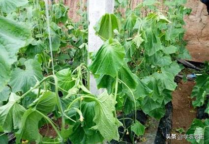 黄瓜枯萎病发病症状及解决方案,黄瓜青枯病有得治吗