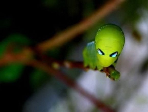 盘点长相怪异的十大虫子。