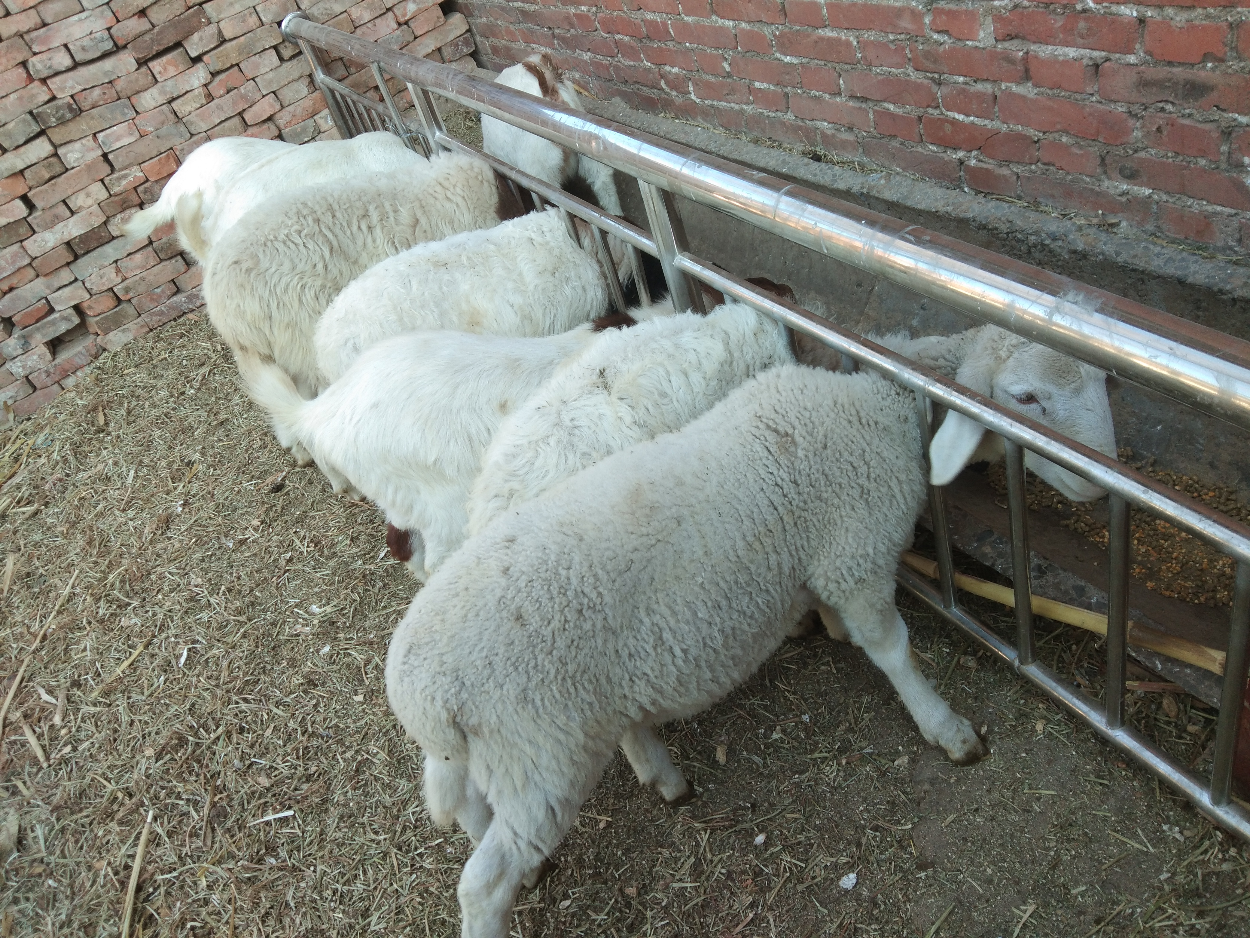 养羊的日记,我的养羊日记简短