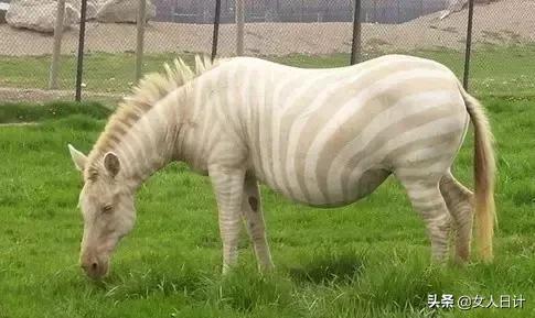 致命的60种动物,这100种动物你都认识吗