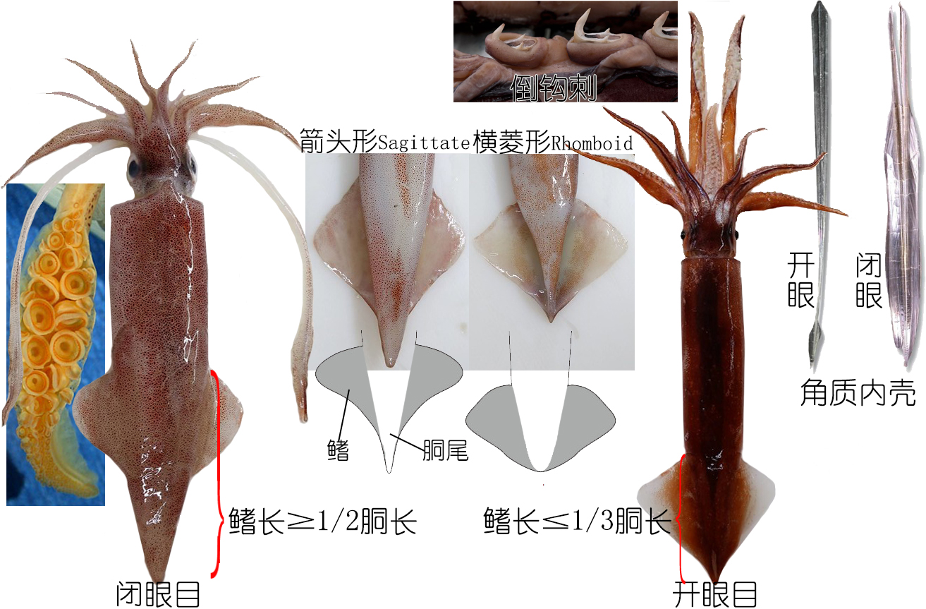 海鲜认识和吃法,海鲜解析