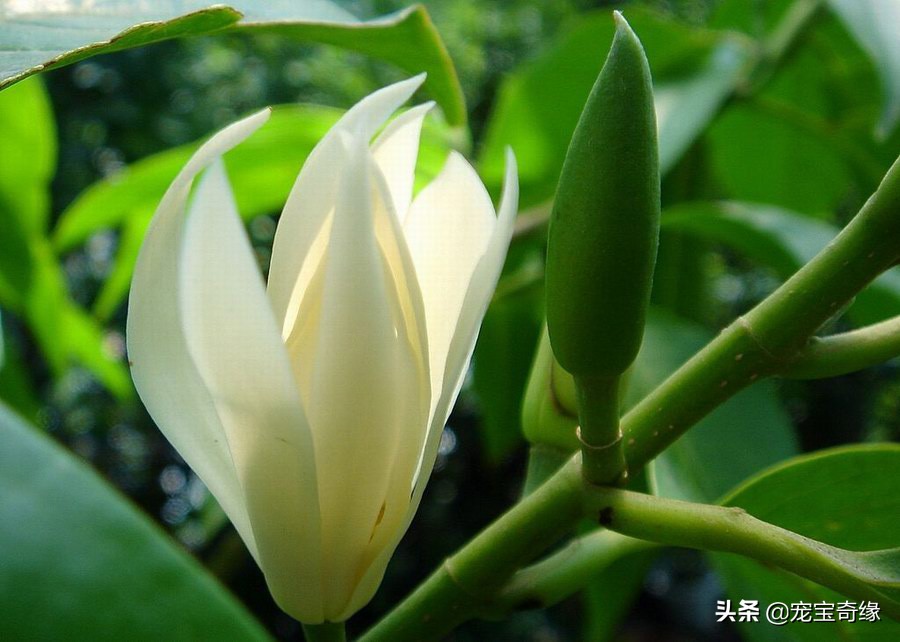 室内养的植物有毒品种大全,哪些室内植物对人体健康有影响