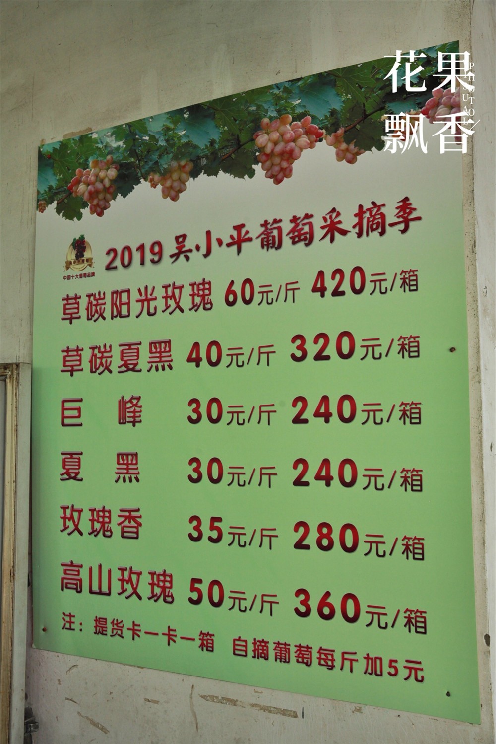 吴小平有机阳光玫瑰葡萄,吴小平的葡萄熟了