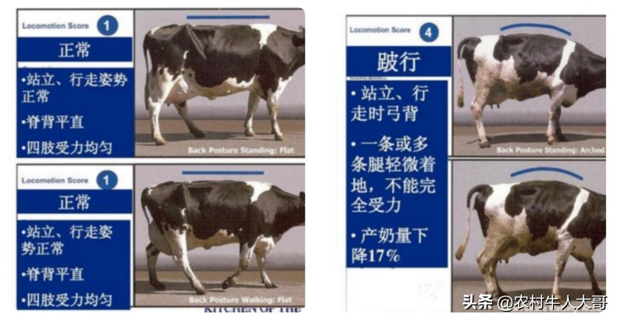 ,第三章牛场管理标准化之疾病防控