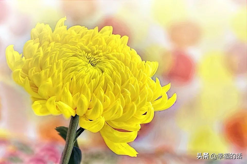 中国十大名花图片及花语,山茶花是中国十大名花吗