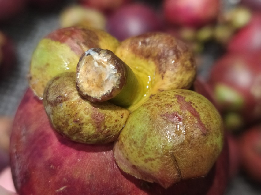 吃山竹注意事项有哪些,吃山竹的朋友们看过来