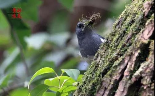 鸟儿知多少,鸟儿在墙外筑巢
