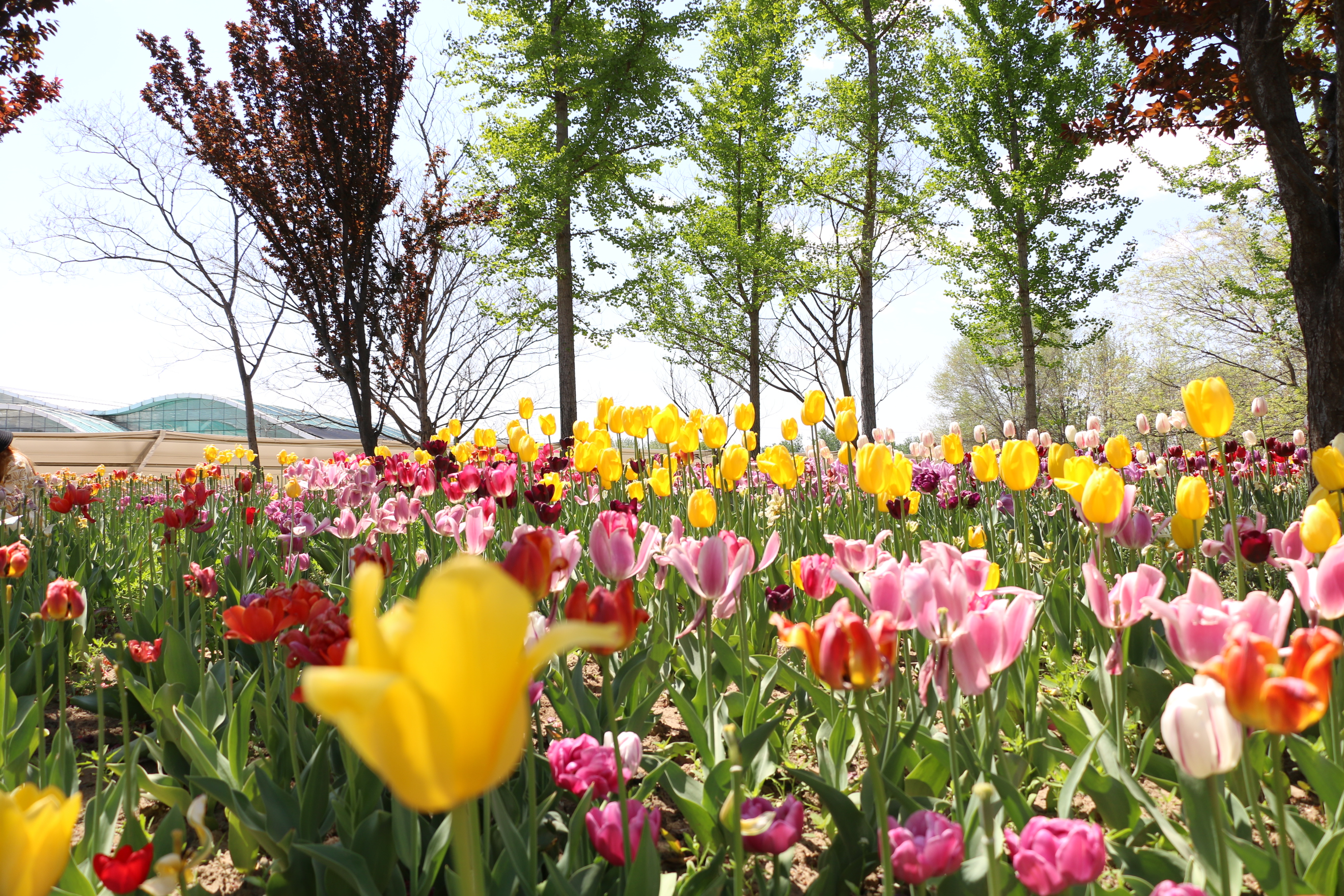 游北京国际鲜花港体会,游北京国际鲜花港需要多长时间